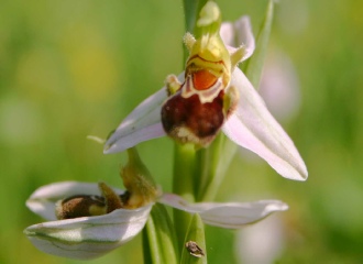 ophrys apifera bee orchid.jpg